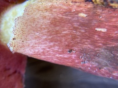 Boletus carminiporus