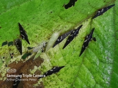 Polyglypta costata
