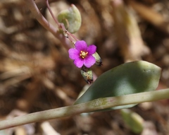 Cistanthe maritima