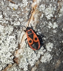 Pyrrhocoris apterus