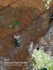 Polyglypta costata