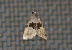 Cobubatha lixiva
