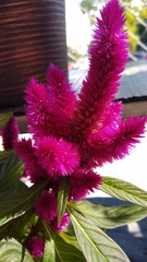 Celosia spicata