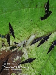 Polyglypta costata