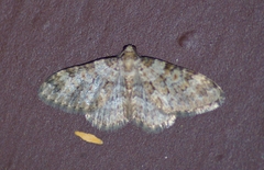 Zenophleps obscurata