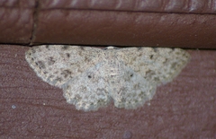 Scopula plantagenaria