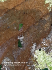 Polyglypta costata