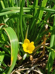 Sternbergia