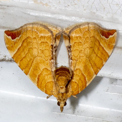 Eulithis molliculata