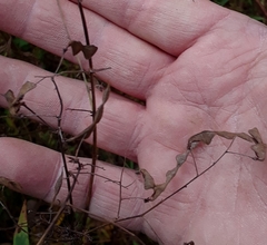 Desmodium cuspidatum