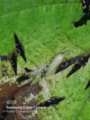 Polyglypta costata