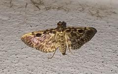 Rhimphaliodes macrostigma