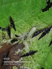 Polyglypta costata