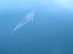 Stenella frontalis