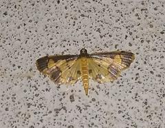 Nistra coelatalis