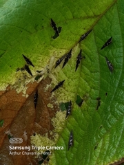 Polyglypta costata