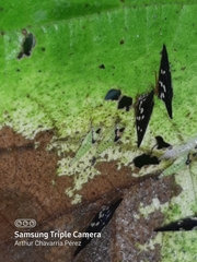 Polyglypta costata
