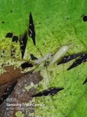 Polyglypta costata