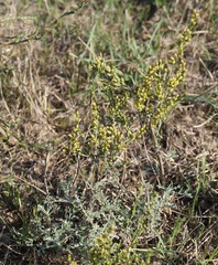 Artemisia santonicum