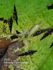 Polyglypta costata