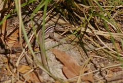 Aspidoscelis uniparens