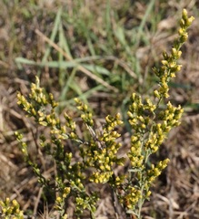 Artemisia santonicum