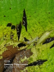 Polyglypta costata