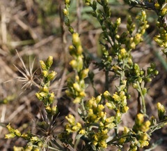 Artemisia santonicum