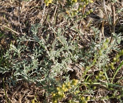 Artemisia santonicum