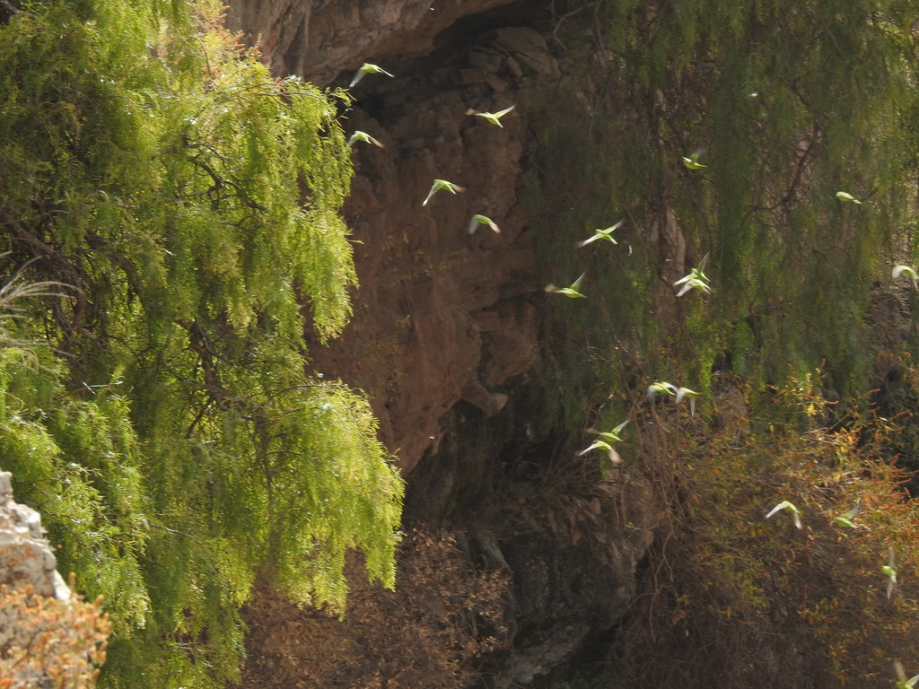 Southern Montane Parakeets