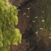 Southern Montane Parakeets - Photo (c) Naturalist Tours, some rights reserved (CC BY-NC), uploaded by Naturalist Tours