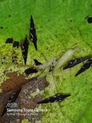 Polyglypta costata