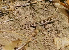 Aspidoscelis uniparens