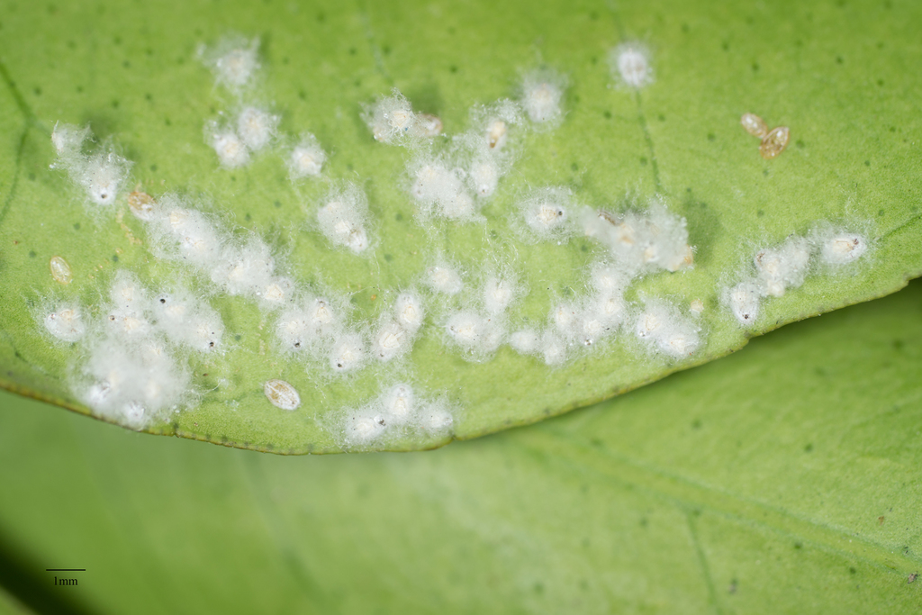 Whitefly