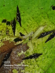 Polyglypta costata