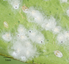 Aleurothrixus floccosus