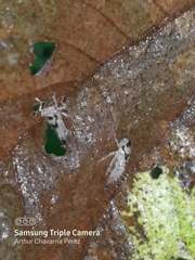 Polyglypta costata