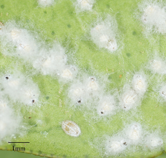 Aleurothrixus floccosus