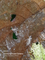 Polyglypta costata