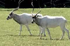 Addax nasomaculatus