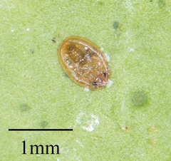 Aleurothrixus floccosus