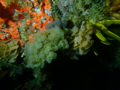 Menipea crispa