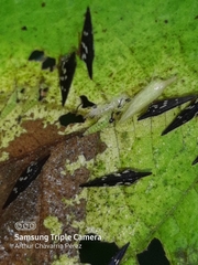 Polyglypta costata