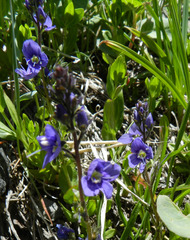 Veronica cusickii