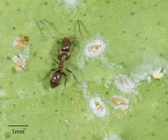 Aleurothrixus floccosus