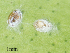 Aleurothrixus floccosus