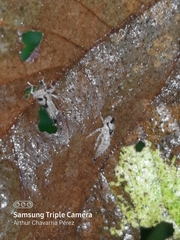 Polyglypta costata