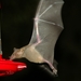 Mexican Long-nosed Bats - Photo (c) Kent Miller, some rights reserved (CC BY-ND), uploaded by Kent Miller