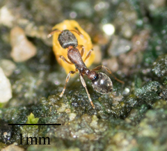 Cardiocondyla mauritanica