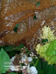Polyglypta costata